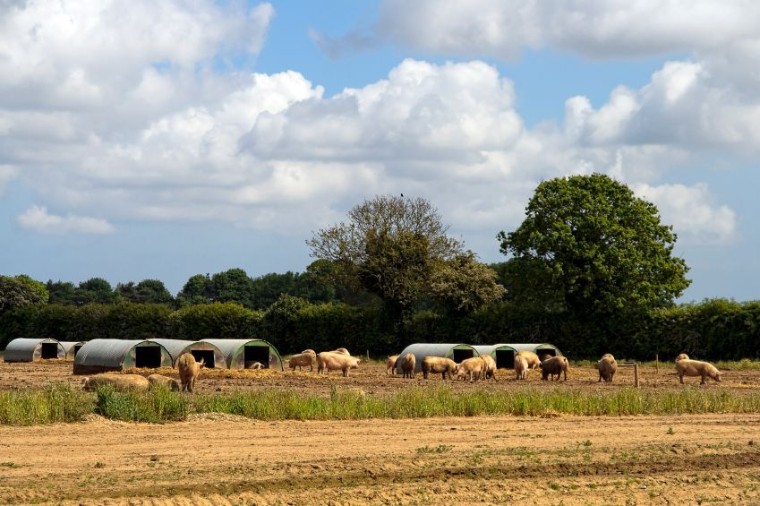 Las exportaciones de carne roja británica a EE.UU. superan los 25 millones de dólares, según AHDB