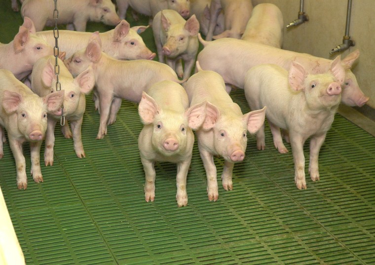 Reino Unido lanza PigProGram, proyecto para reducir el impacto de las emisiones de amoníaco del ganado