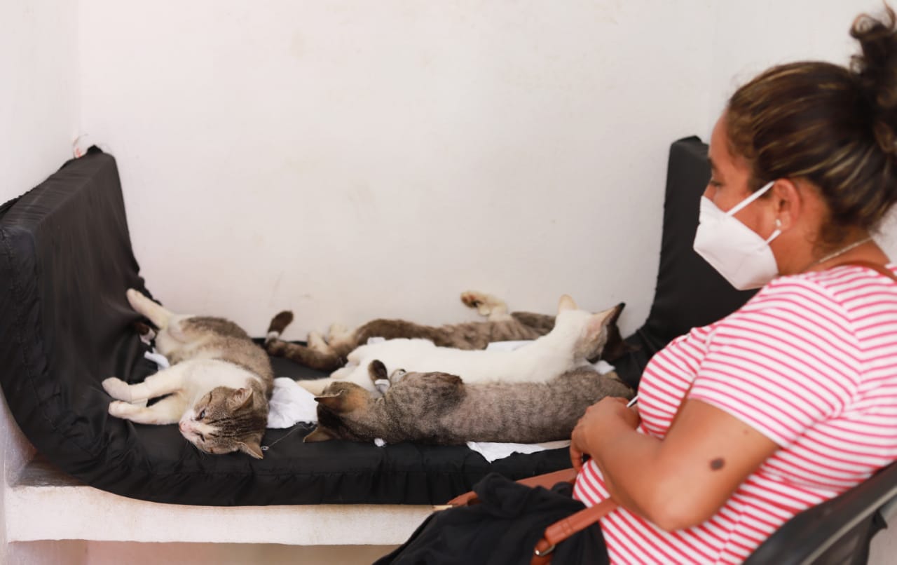 COLABORACIÓN EN FAVOR DE LA ESTERILIZACIÓN FELINA EN BJ