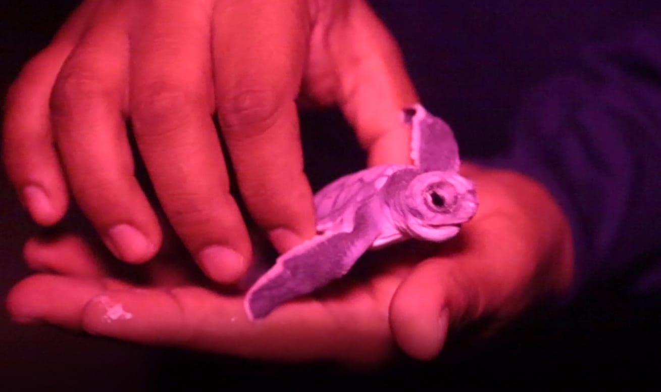 ALISTA GOBIERNO MUNICIPAL PROGRAMA DE PROTECCIÓN Y CONSERVACIÓN DE LAS TORTUGAS MARINAS 2022