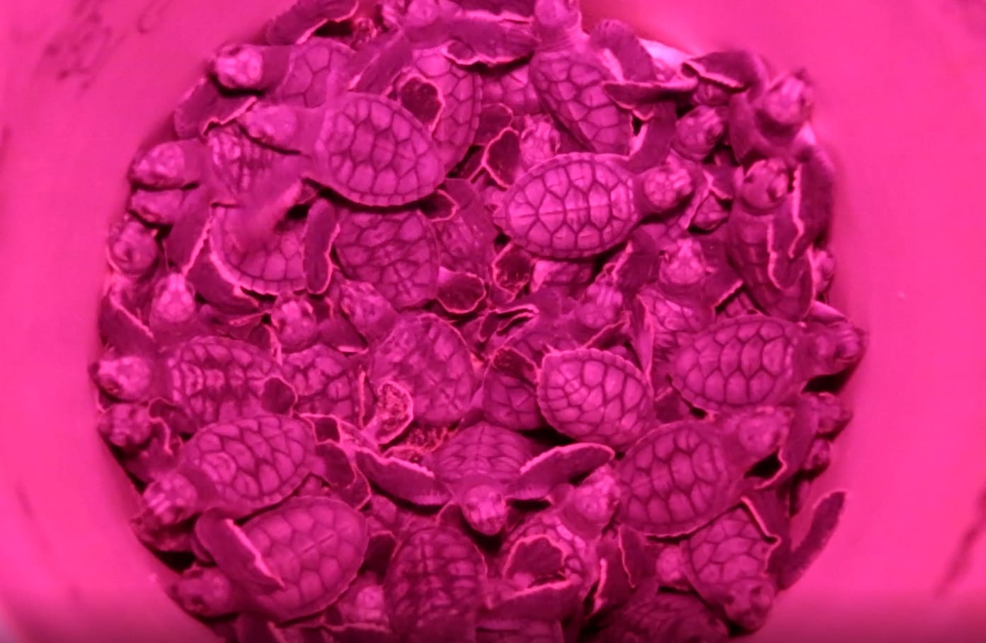 GARANTIZA GOBIERNO DE BENITO JUÁREZ PROTECCIÓN A LA TORTUGA MARINA