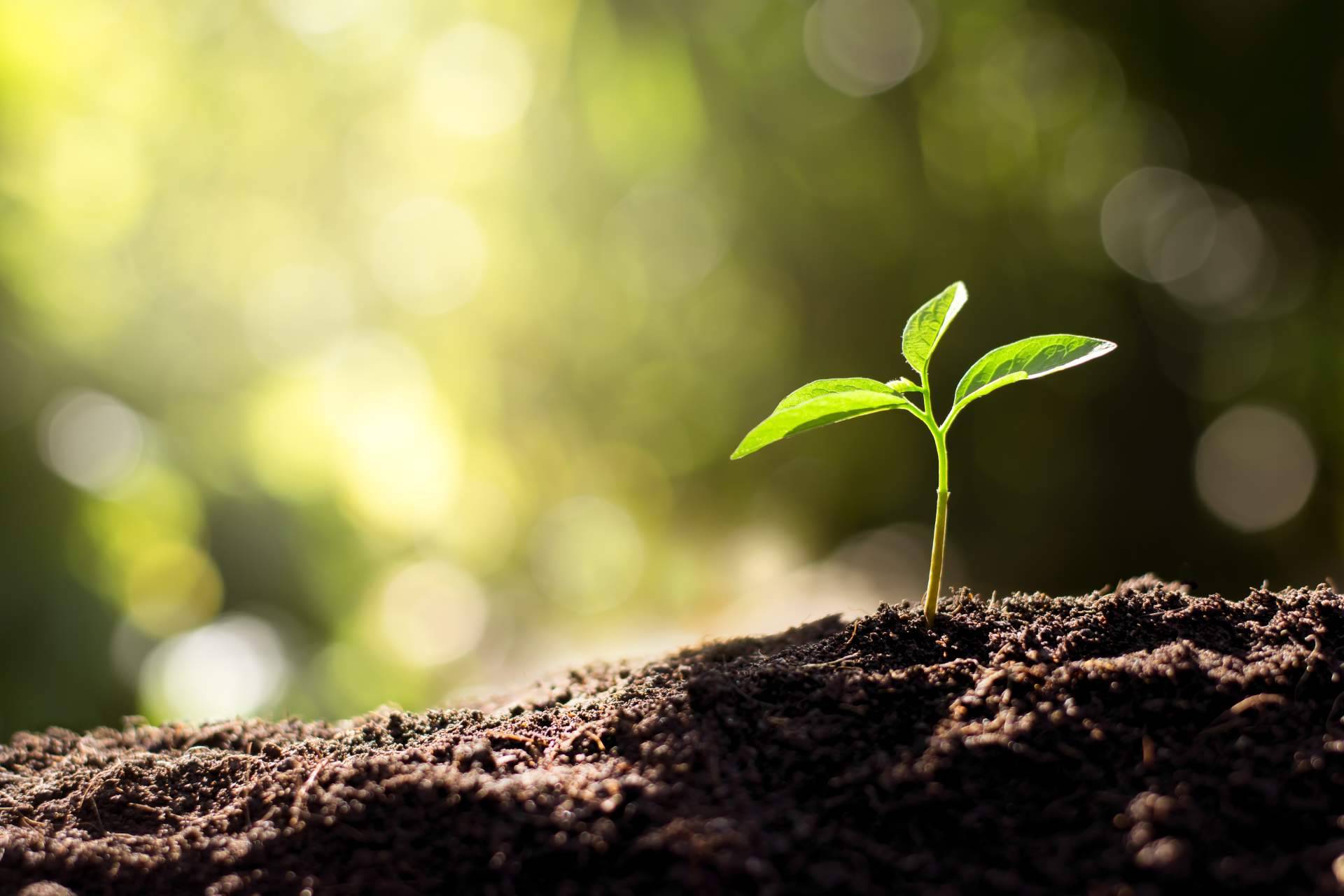 Noticias Ambientales, una plataforma especialista en noticias sobre sustentabilidad