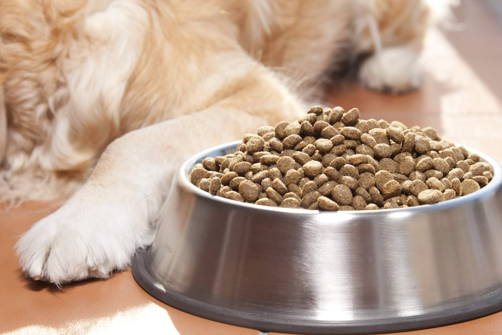 Kaman Pet, la startup que desea revolucionar el modo de elegir y comprar alimento para perros