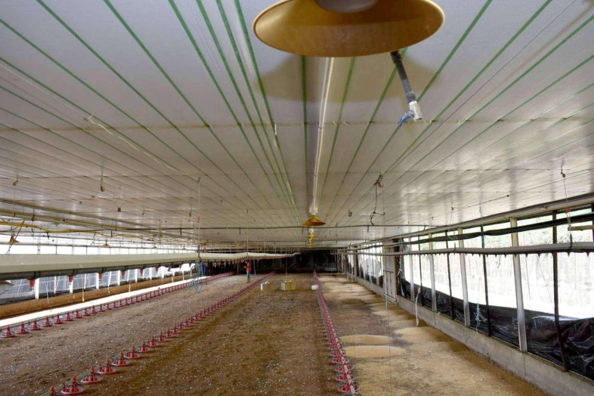 La estrategia con AméricaAgro para criar gallinas ponedoras