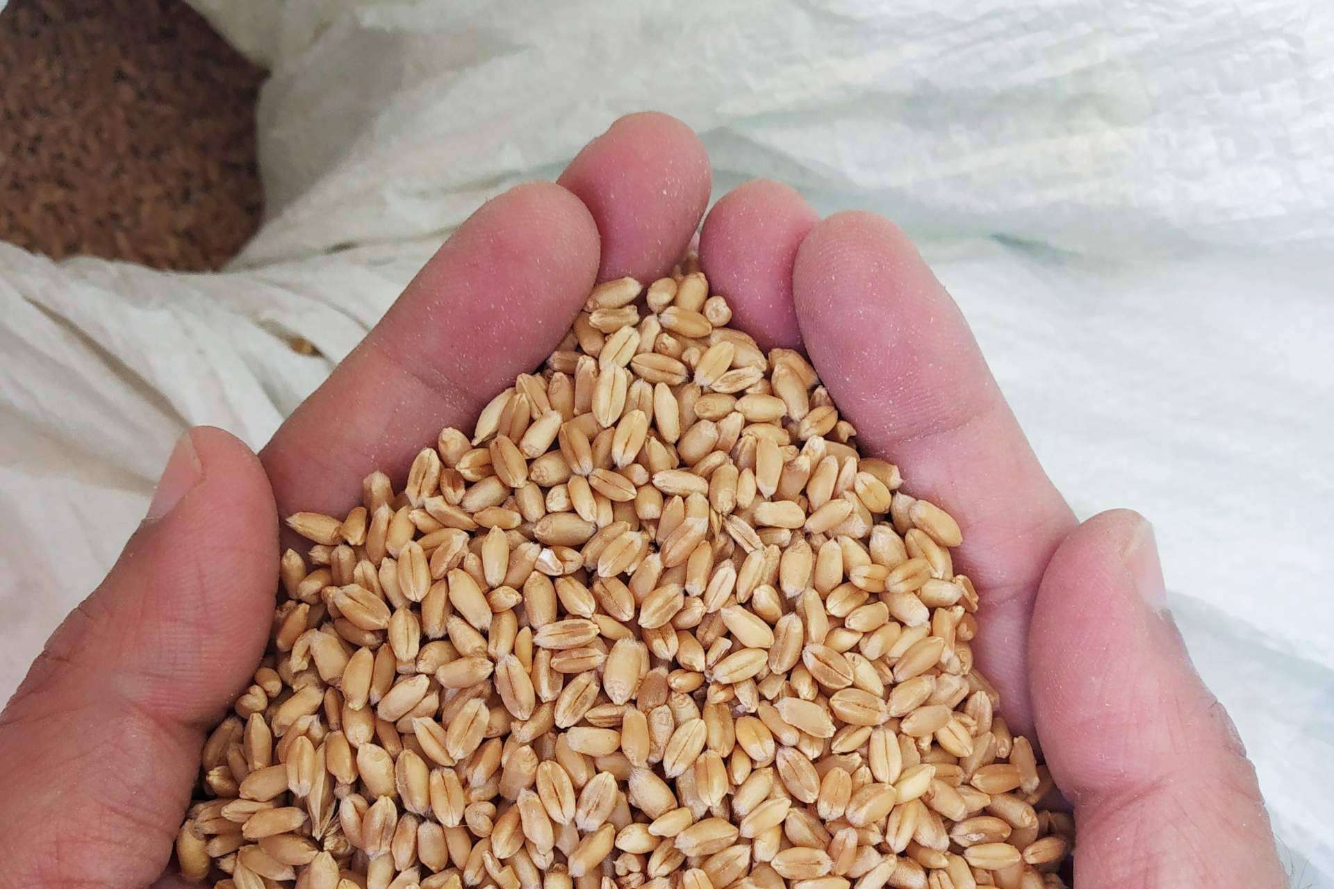 Implementar la tecnología Blockchain en la industria agroalimentaria