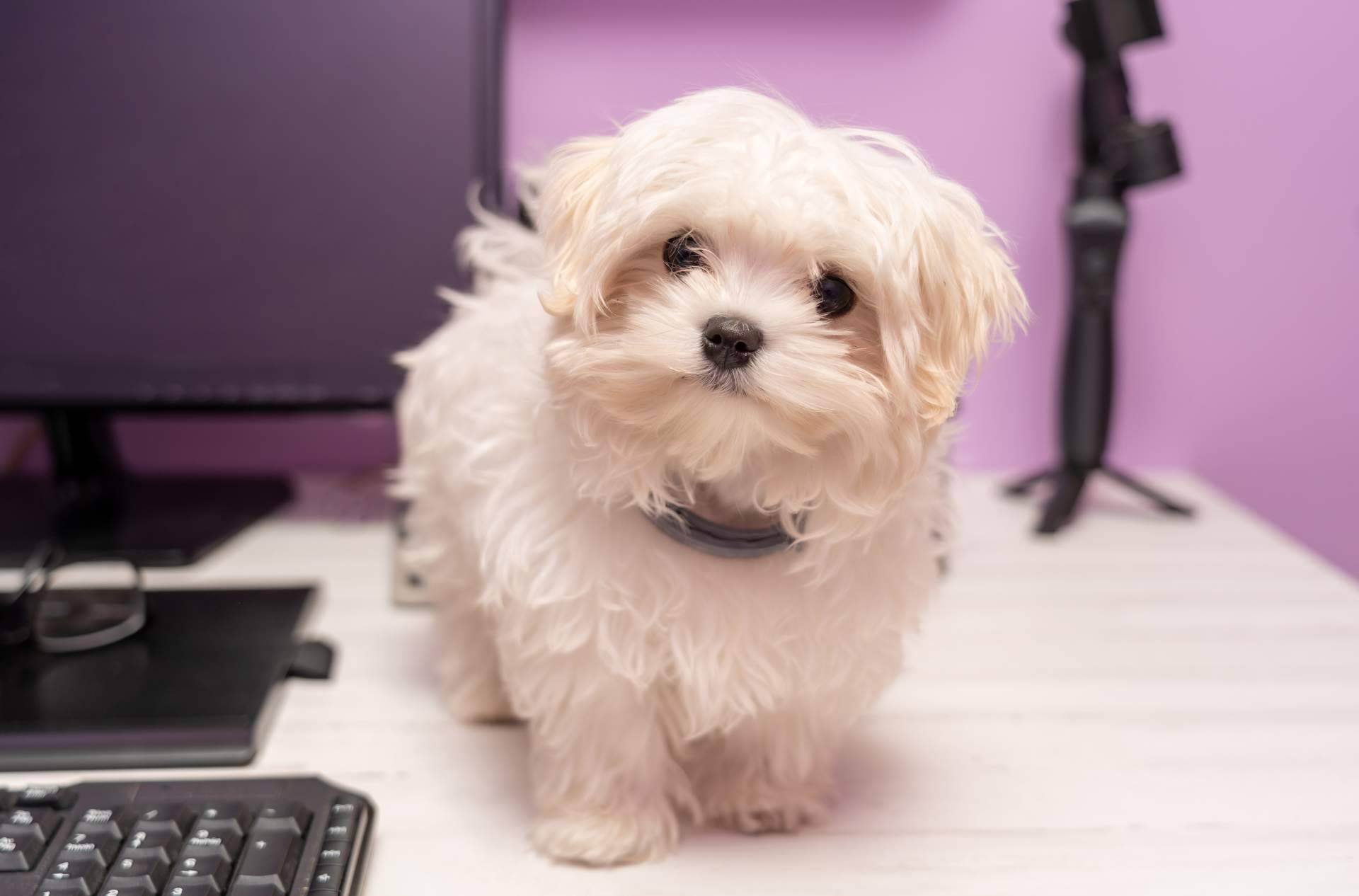 Evaluaciones psicológicas emotional support animal para viajar con mascota, por Mejor Hablemos